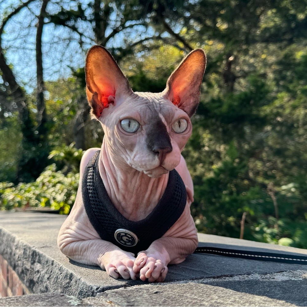 Meet your Posher, Senada